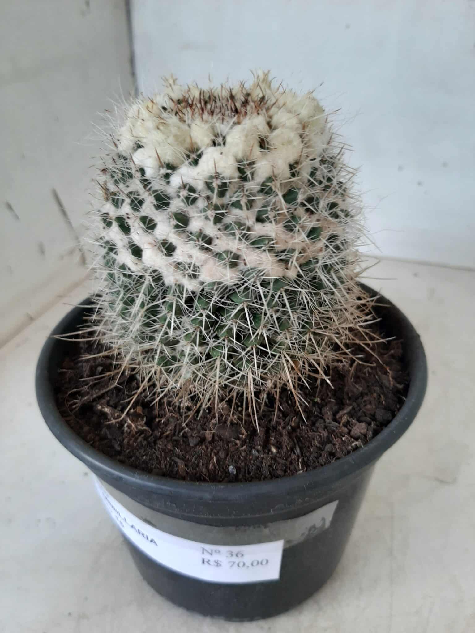 CACTOS Mammillaria Nº 36 – vaso 15