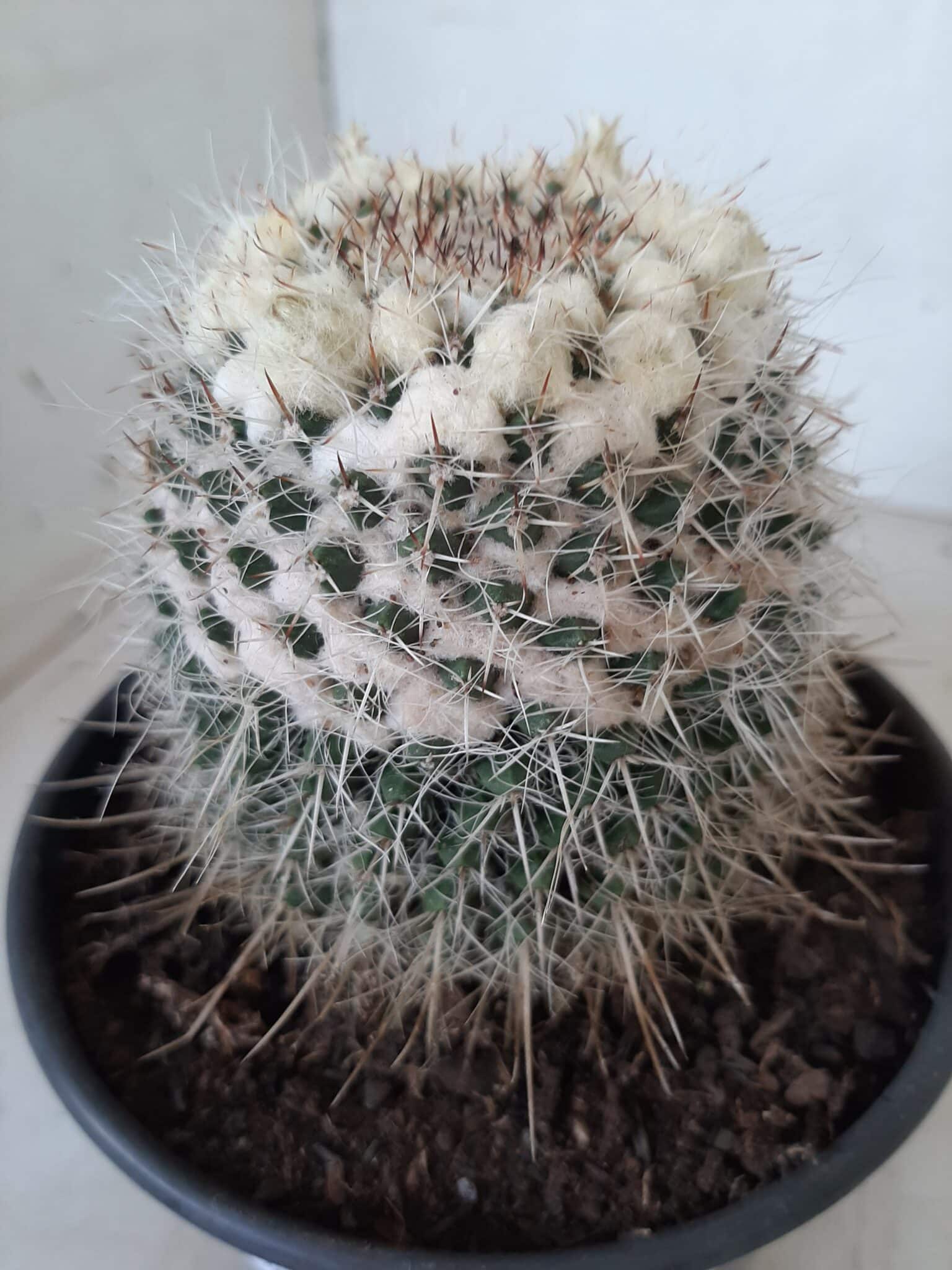 CACTOS Mammillaria Nº 36 – vaso 15