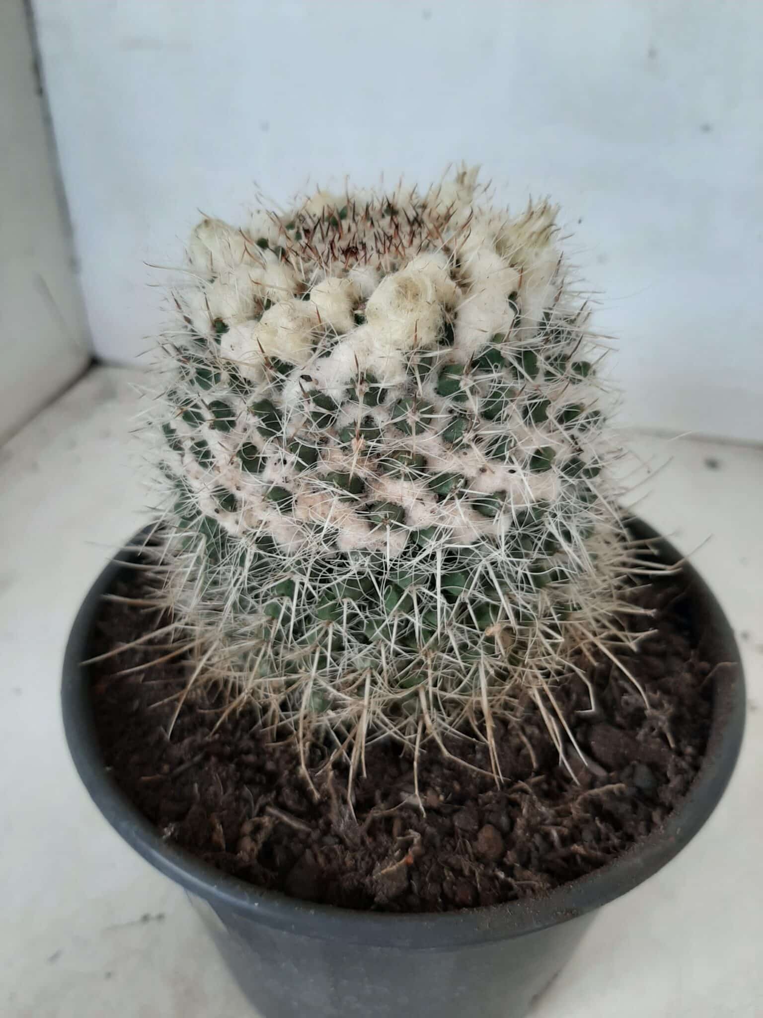 CACTOS Mammillaria Nº 36 – vaso 15