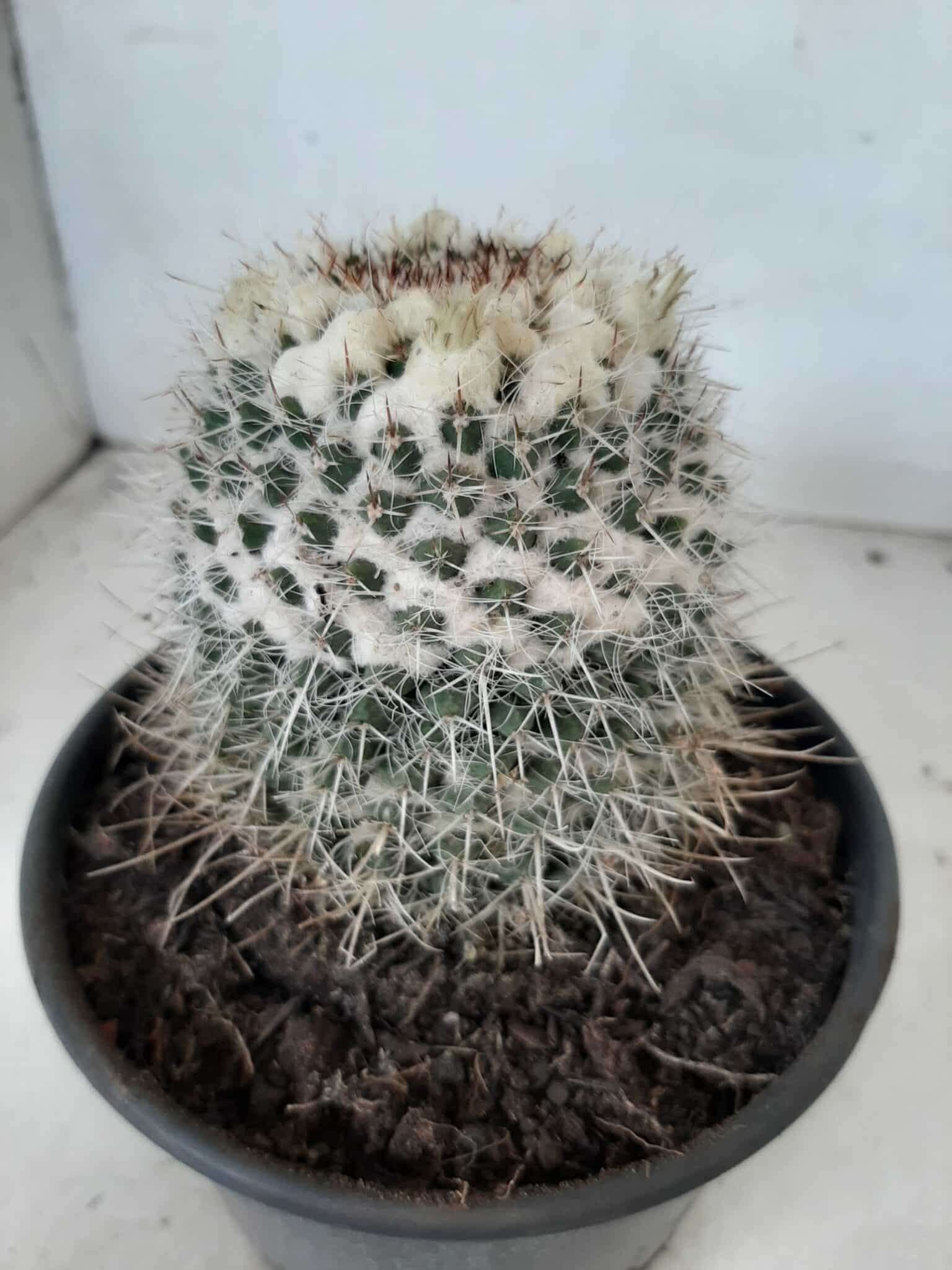 CACTOS Mammillaria Nº 36 – vaso 15