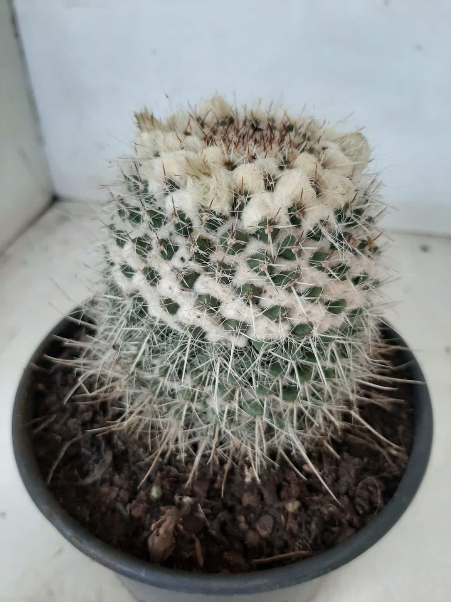 CACTOS Mammillaria Nº 36 – vaso 15