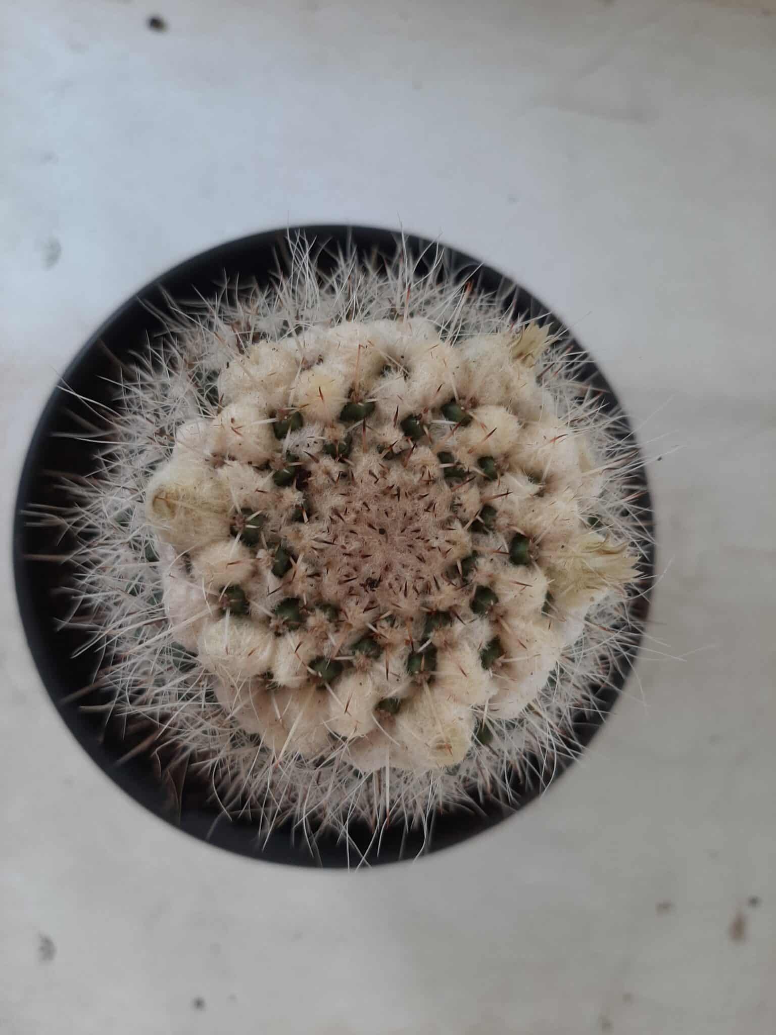 CACTOS Mammillaria Nº 36 – vaso 15