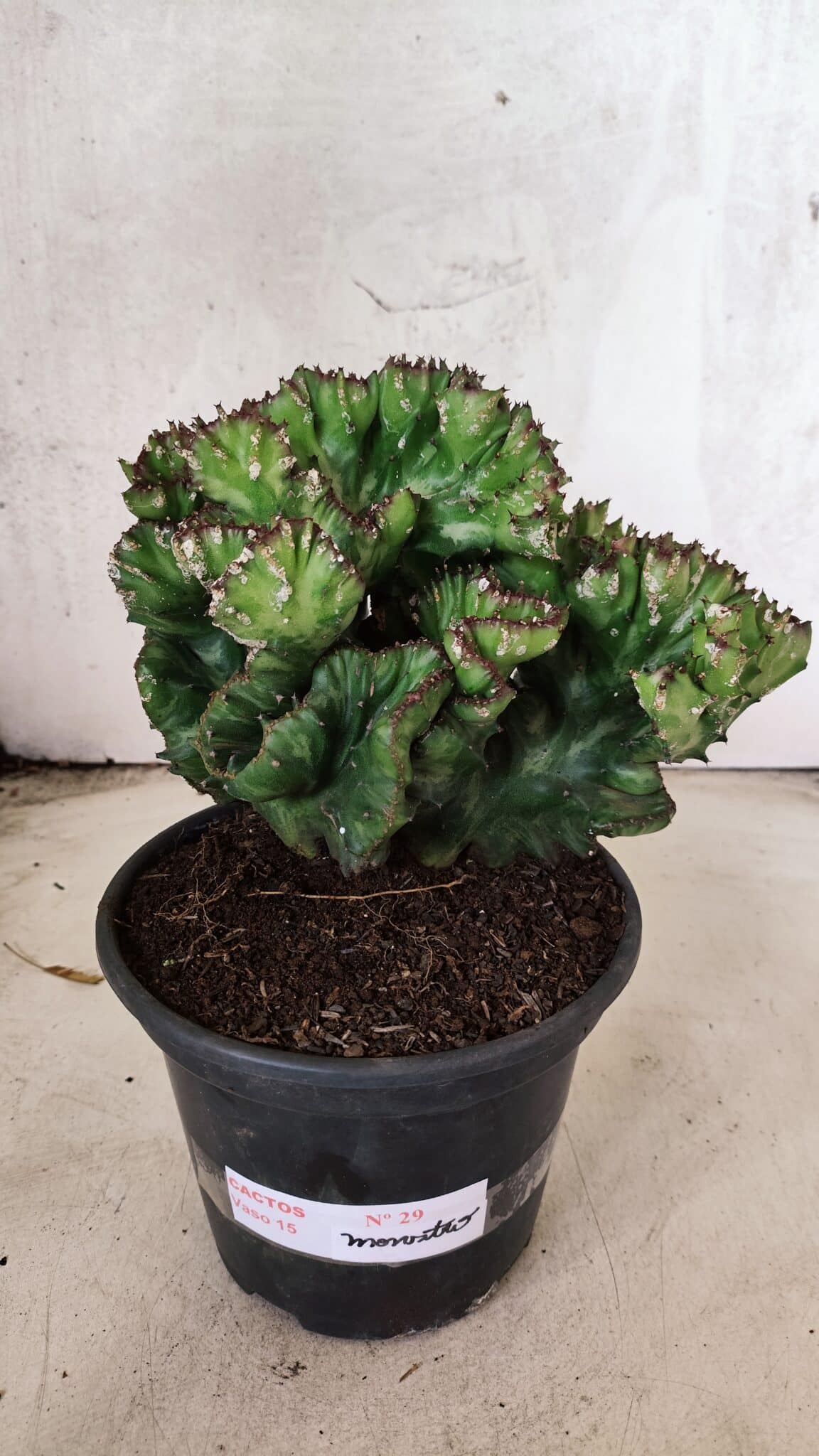 Cactos Euphorbia Lactea Cristata "Cacto Monstro"  Nº 29 – vaso 15 - foto 2