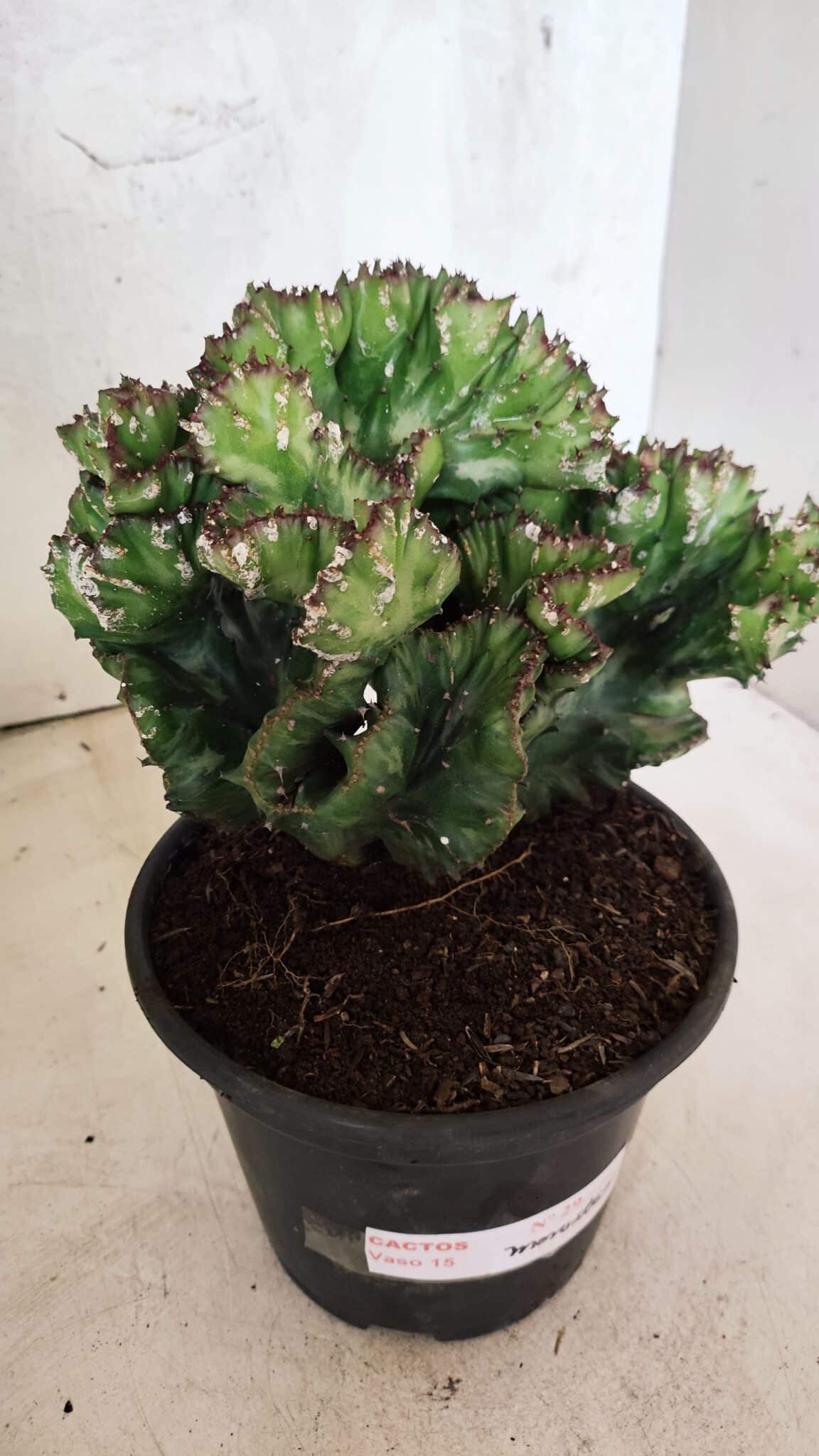 Cactos Euphorbia Lactea Cristata "Cacto Monstro"  Nº 29 – vaso 15 - foto 9