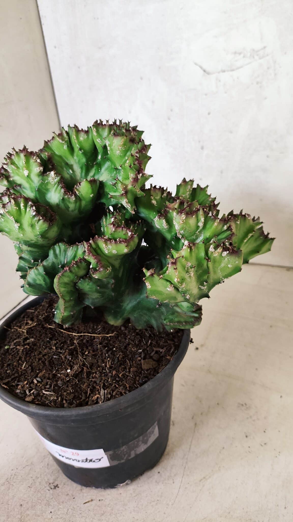 Cactos Euphorbia Lactea Cristata "Cacto Monstro"  Nº 29 – vaso 15 - foto 8