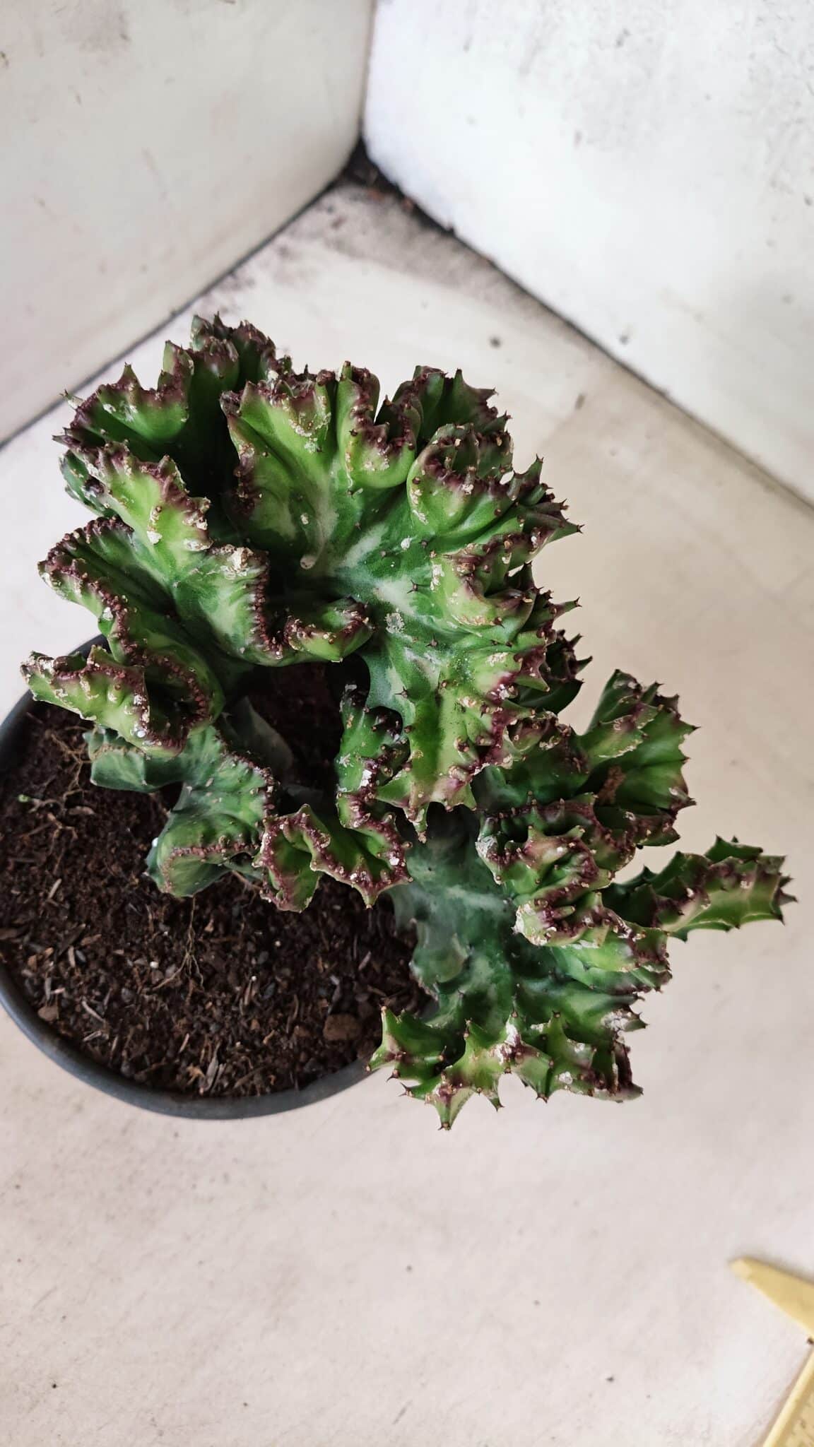 Cactos Euphorbia Lactea Cristata "Cacto Monstro"  Nº 29 – vaso 15 - foto 7