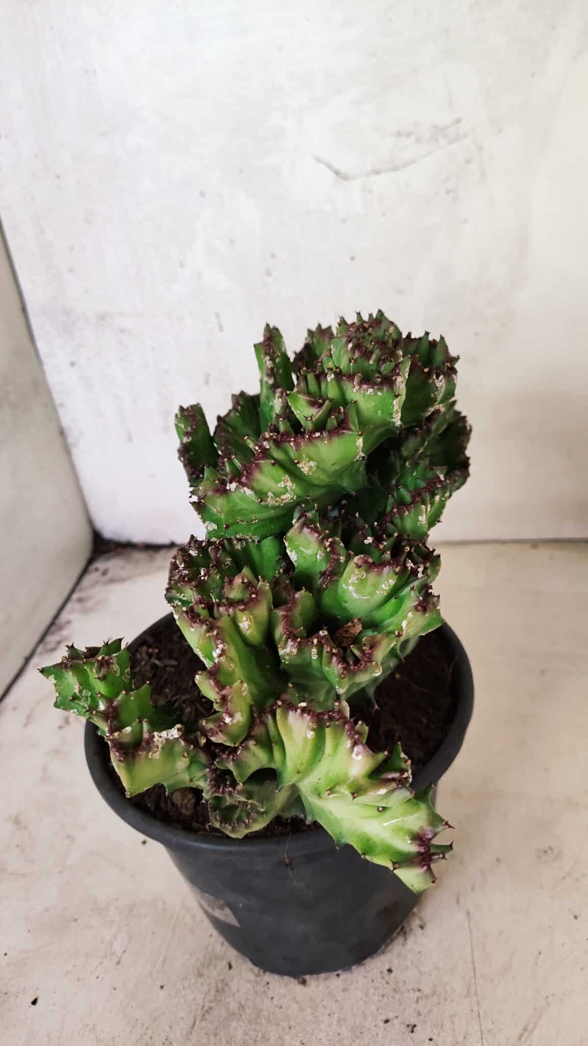 Cactos Euphorbia Lactea Cristata "Cacto Monstro"  Nº 29 – vaso 15 - foto 6