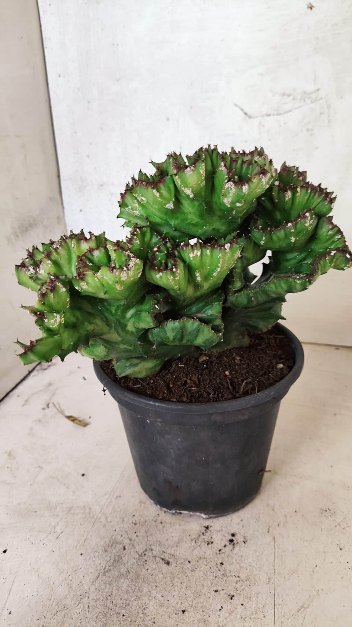 Cactos Euphorbia Lactea Cristata "Cacto Monstro"  Nº 29 – vaso 15 - foto 5