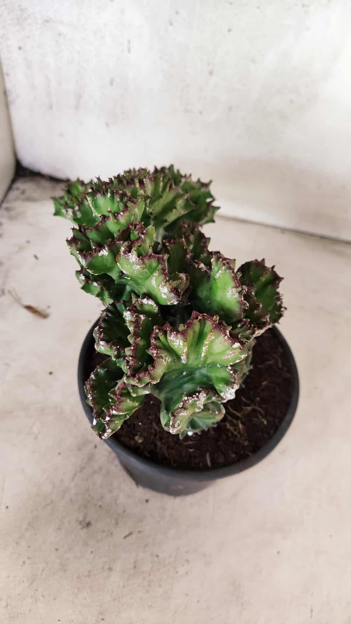 Cactos Euphorbia Lactea Cristata "Cacto Monstro"  Nº 29 – vaso 15 - foto 4