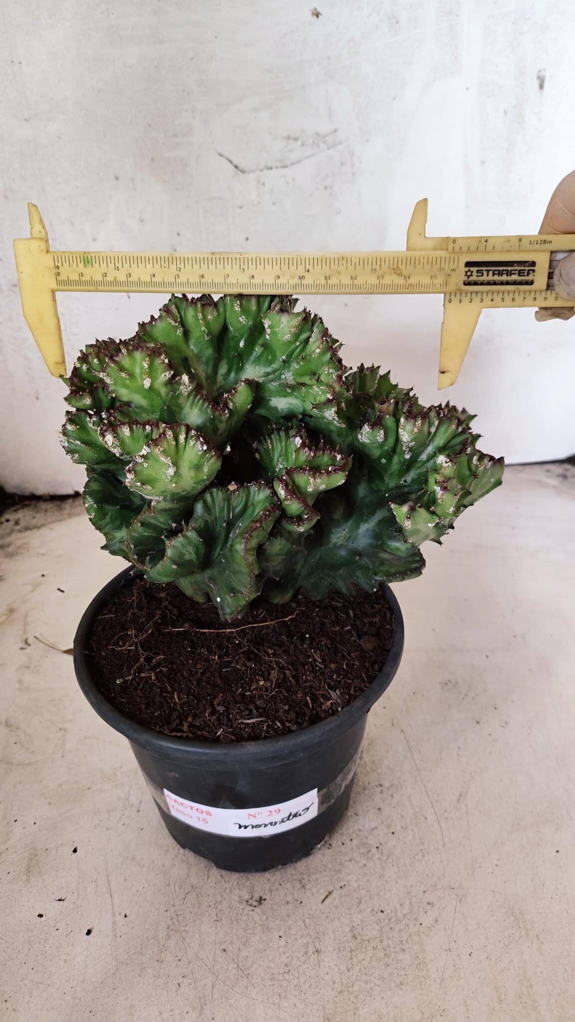 Cactos Euphorbia Lactea Cristata "Cacto Monstro"  Nº 29 – vaso 15 - foto 3