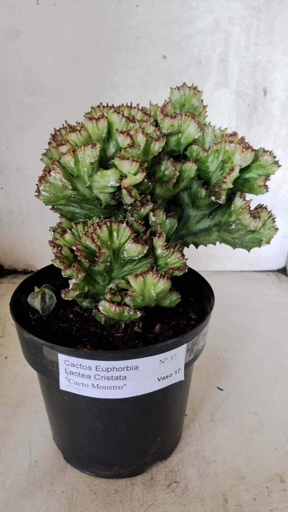 Cactos Euphorbia Lactea Cristata  "Cacto Monstro"  Nº 37 – vaso 17 - foto 2