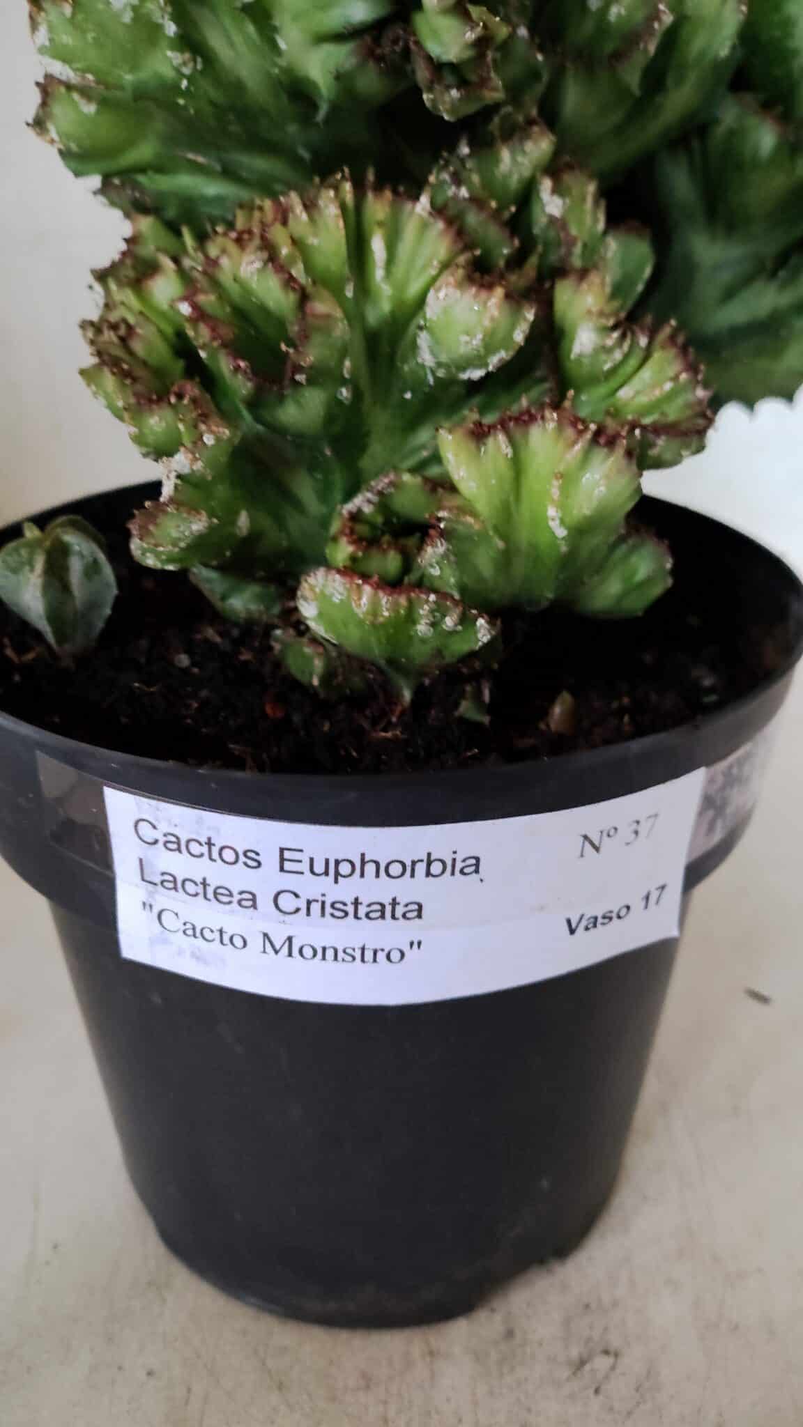 Cactos Euphorbia Lactea Cristata  "Cacto Monstro"  Nº 37 – vaso 17 - foto 10