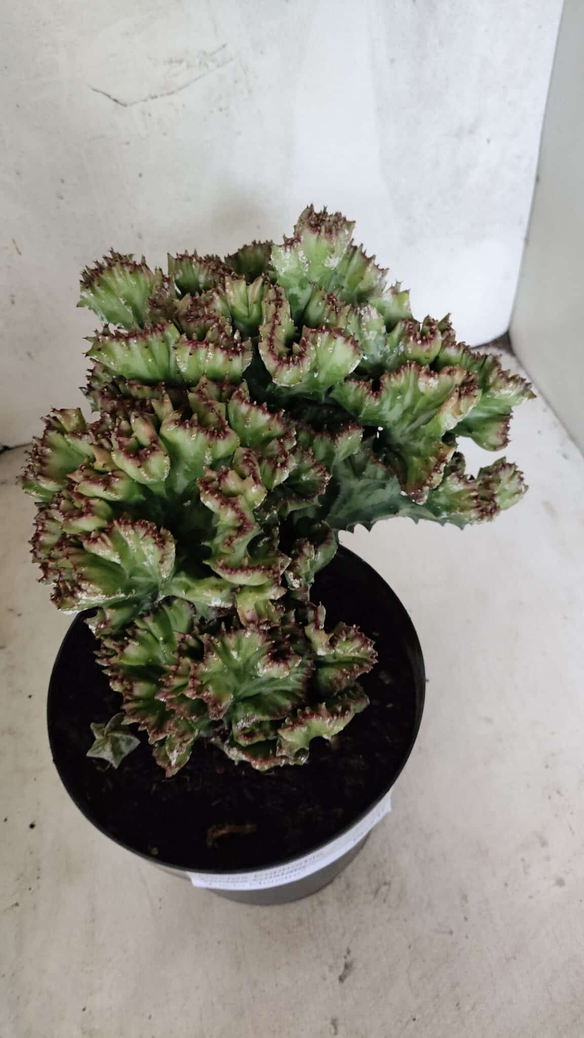 Cactos Euphorbia Lactea Cristata  "Cacto Monstro"  Nº 37 – vaso 17 - foto 6