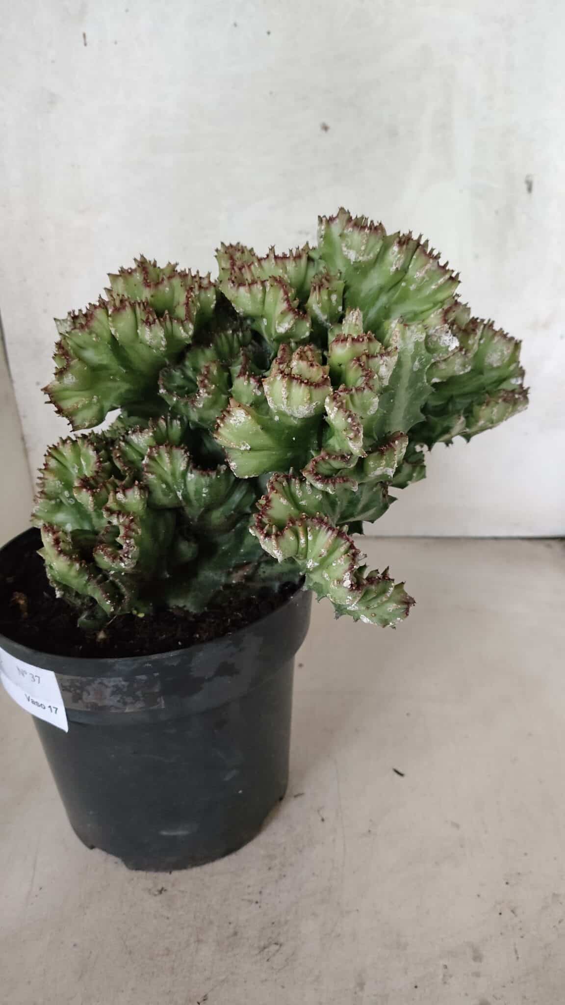 Cactos Euphorbia Lactea Cristata  "Cacto Monstro"  Nº 37 – vaso 17 - foto 9