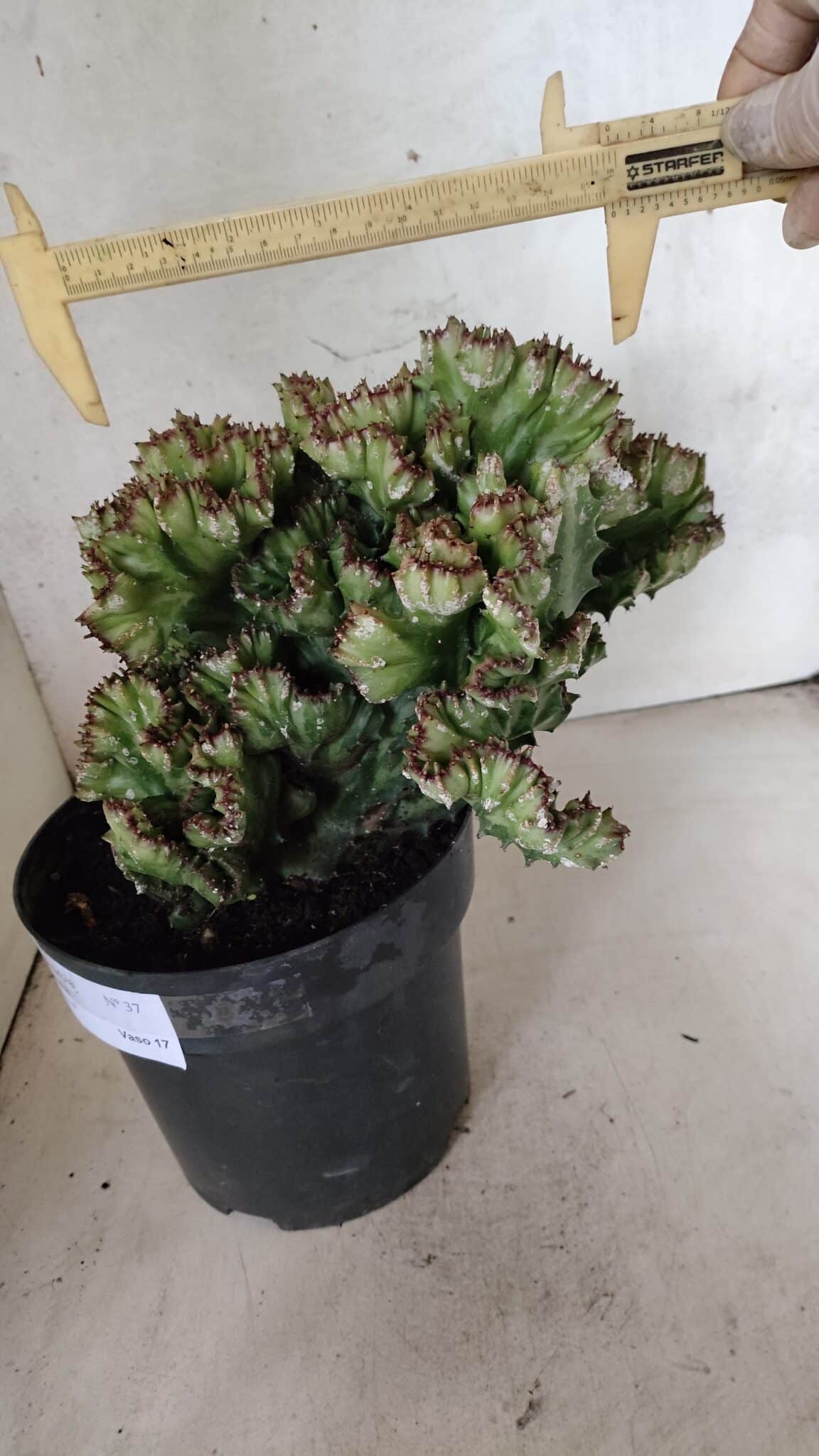 Cactos Euphorbia Lactea Cristata  "Cacto Monstro"  Nº 37 – vaso 17 - foto 3