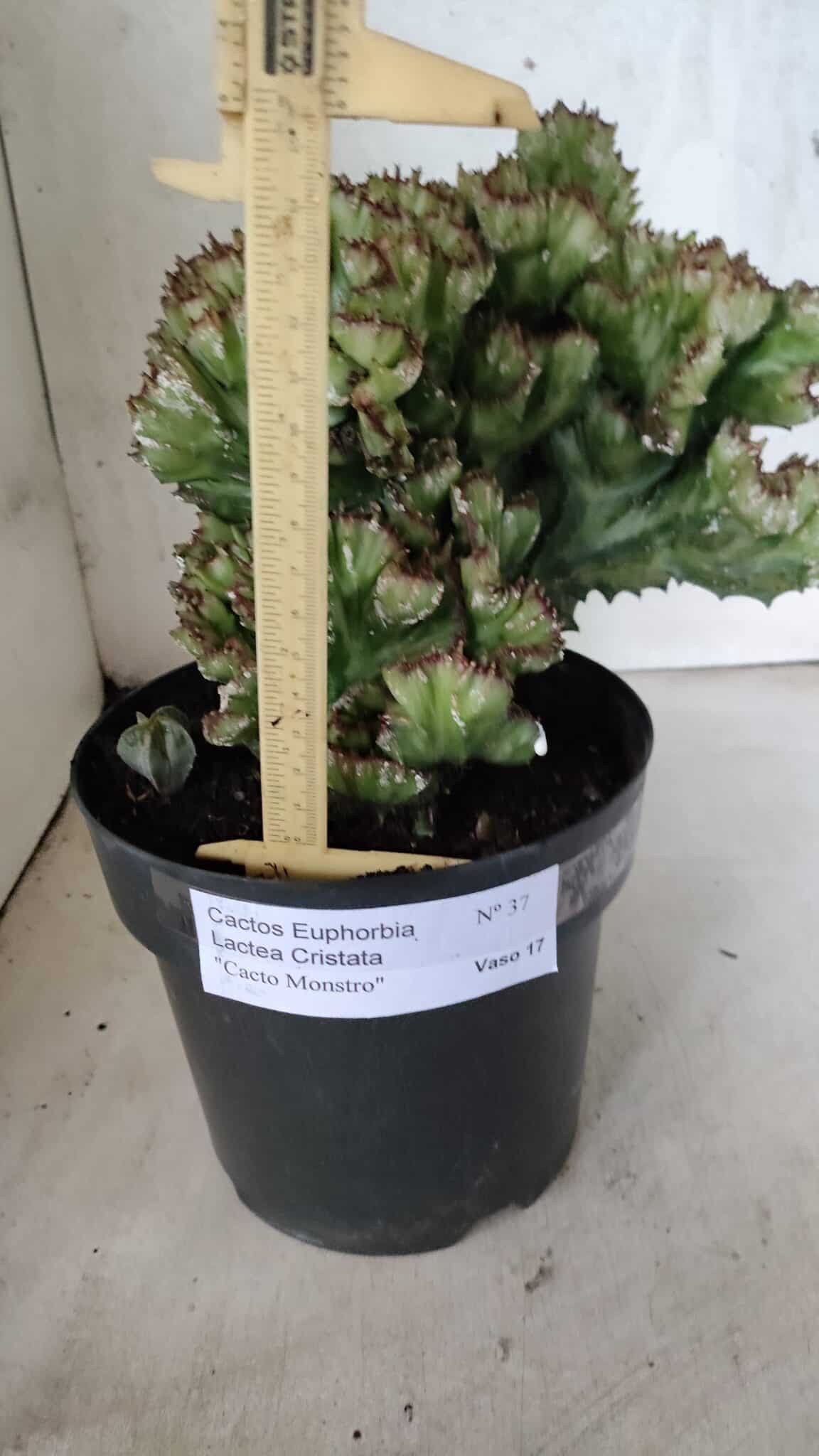 Cactos Euphorbia Lactea Cristata  "Cacto Monstro"  Nº 37 – vaso 17 - foto 4