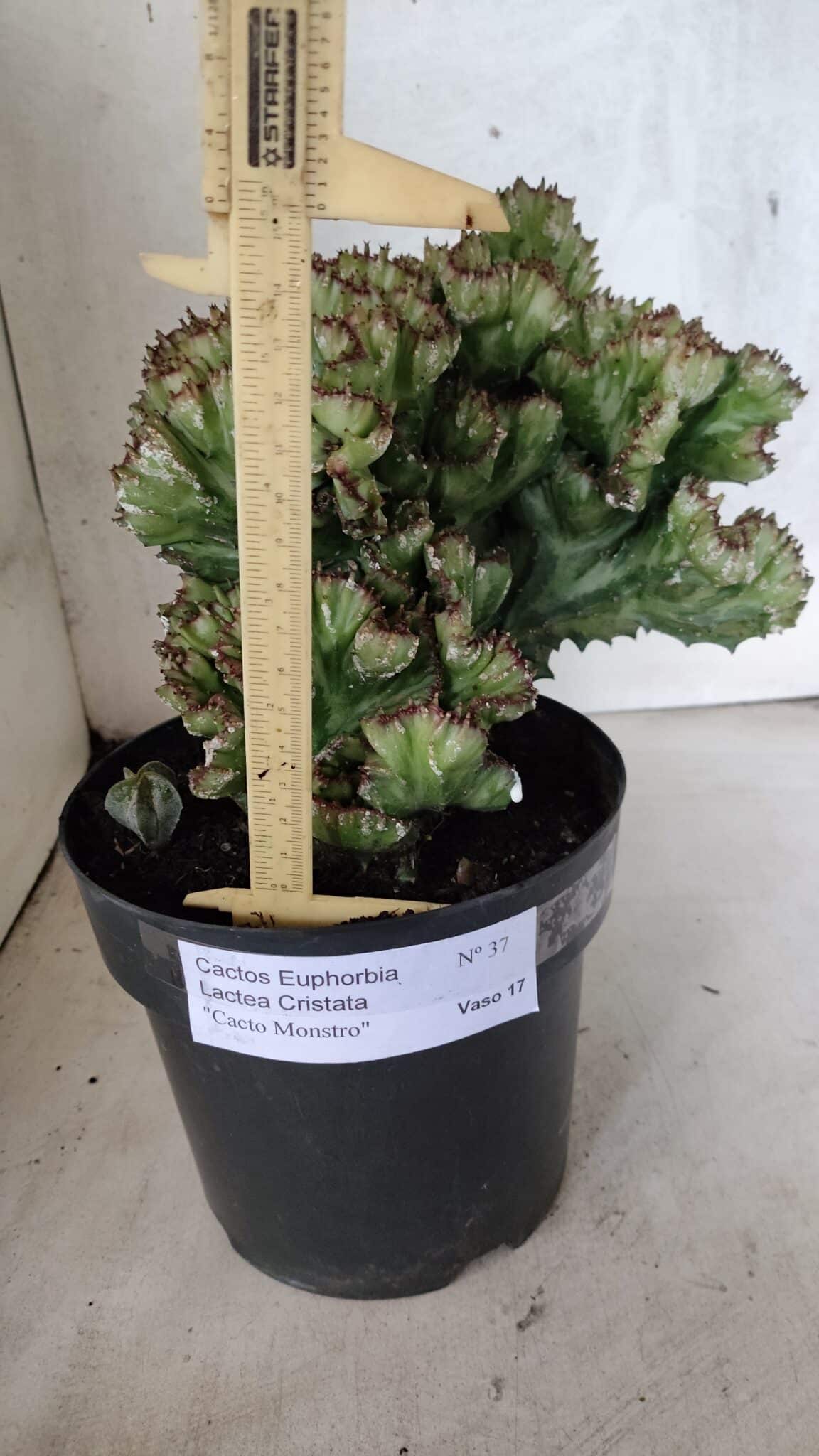 Cactos Euphorbia Lactea Cristata  "Cacto Monstro"  Nº 37 – vaso 17 - foto 8
