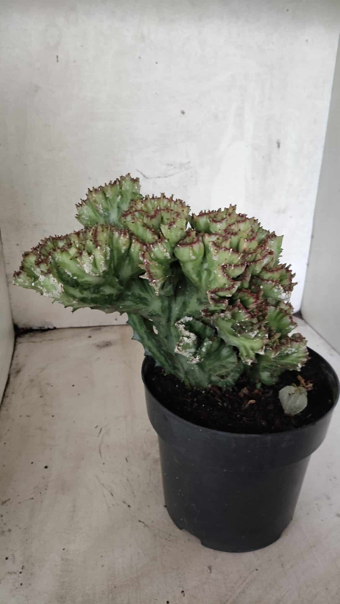 Cactos Euphorbia Lactea Cristata  "Cacto Monstro"  Nº 37 – vaso 17 - foto 7