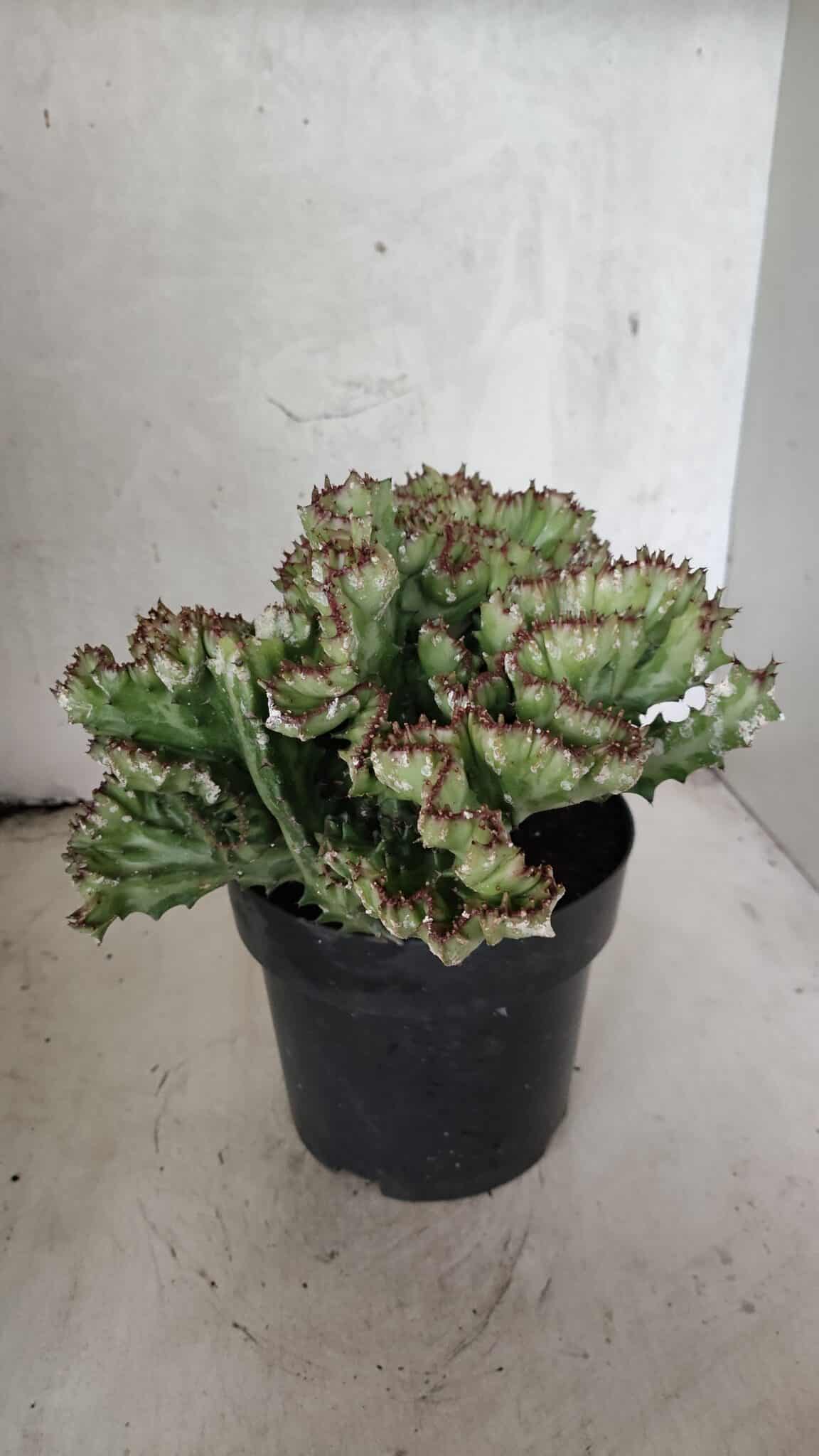 Cactos Euphorbia Lactea Cristata  "Cacto Monstro"  Nº 37 – vaso 17 - foto 5