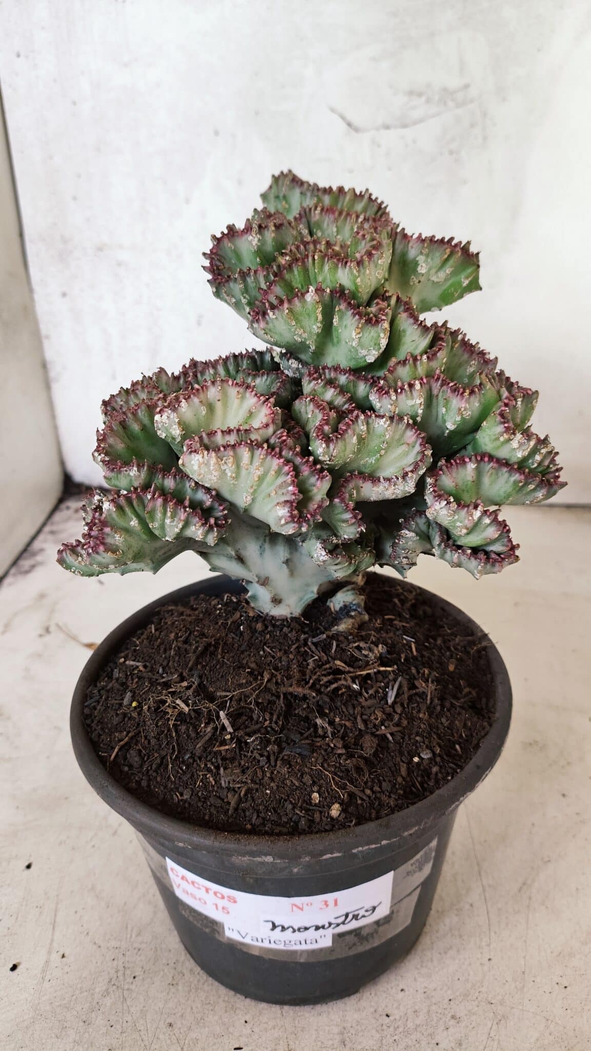 Cactos Euphorbia Lactea Cristata VARIEGATA "Cacto Monstro"  Nº 31 – vaso 15 - foto 2