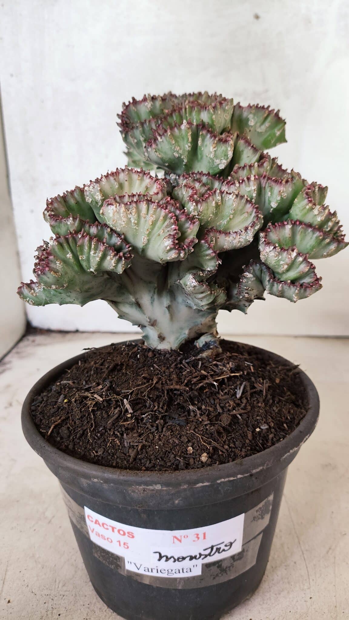 Cactos Euphorbia Lactea Cristata VARIEGATA "Cacto Monstro"  Nº 31 – vaso 15 - foto 9
