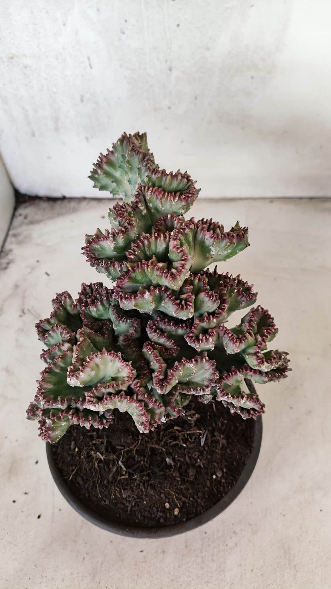 Cactos Euphorbia Lactea Cristata VARIEGATA "Cacto Monstro"  Nº 31 – vaso 15 - foto 8