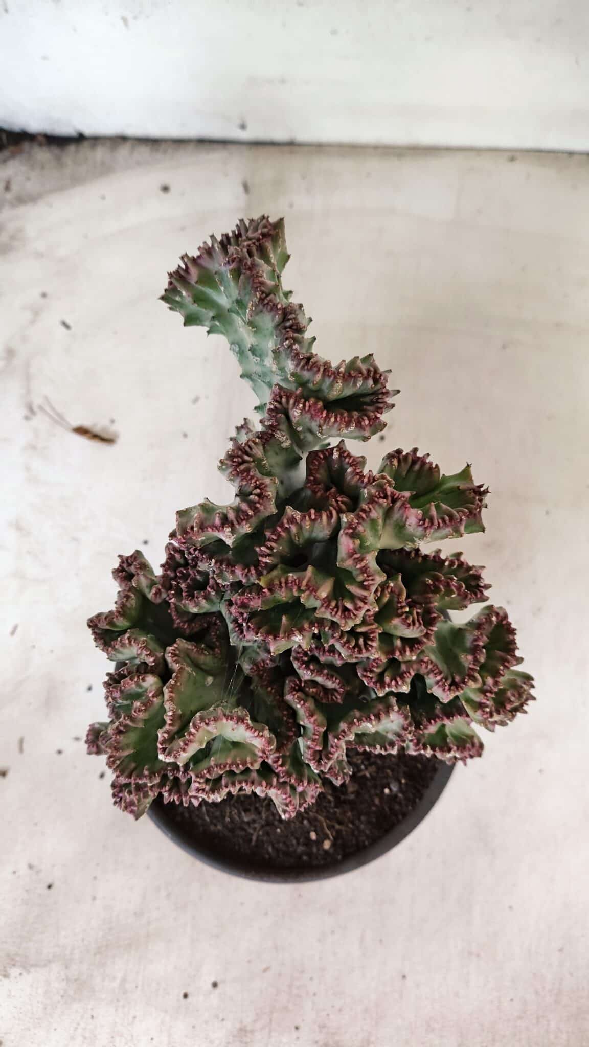Cactos Euphorbia Lactea Cristata VARIEGATA "Cacto Monstro"  Nº 31 – vaso 15 - foto 4