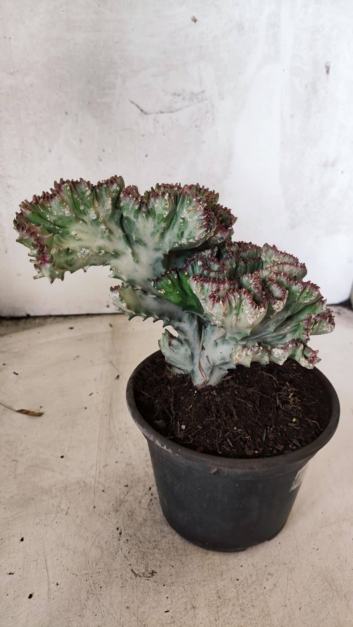 Cactos Euphorbia Lactea Cristata VARIEGATA "Cacto Monstro"  Nº 31 – vaso 15 - foto 7