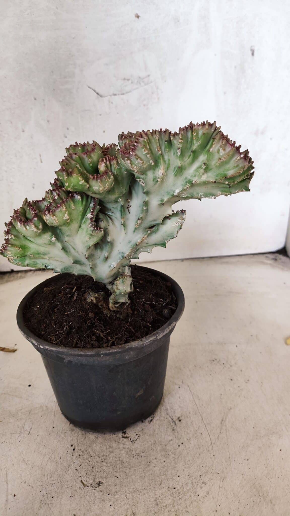 Cactos Euphorbia Lactea Cristata VARIEGATA "Cacto Monstro"  Nº 31 – vaso 15 - foto 6