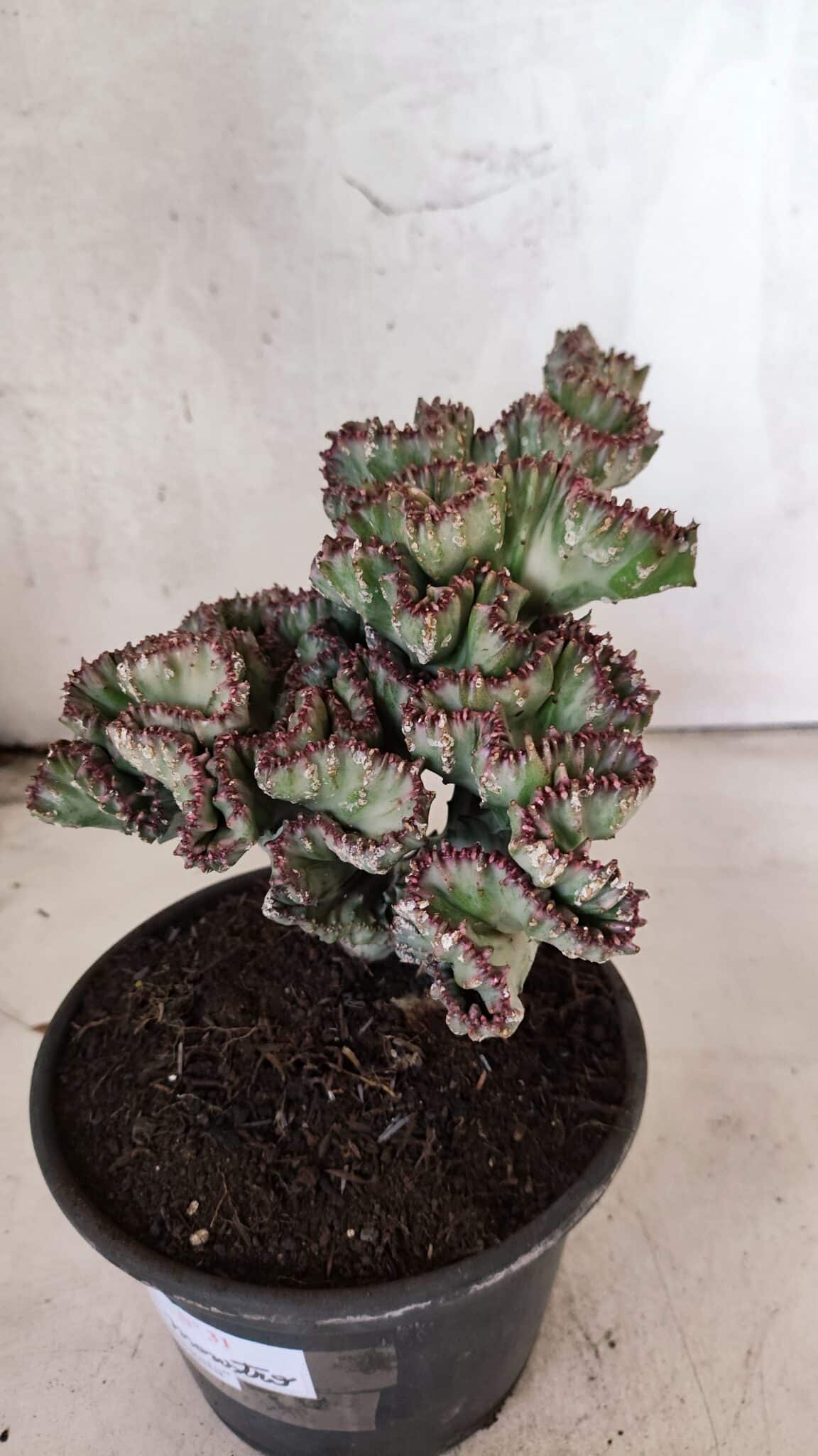 Cactos Euphorbia Lactea Cristata VARIEGATA "Cacto Monstro"  Nº 31 – vaso 15 - foto 5