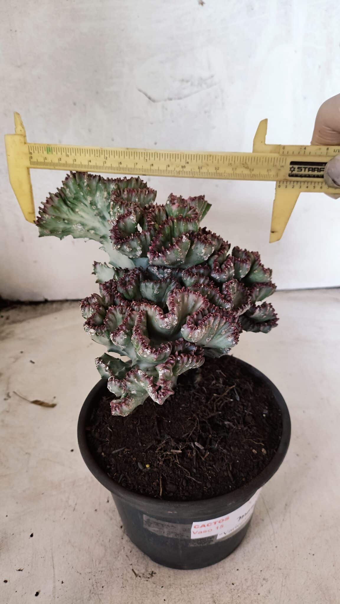 Cactos Euphorbia Lactea Cristata VARIEGATA "Cacto Monstro"  Nº 31 – vaso 15 - foto 3