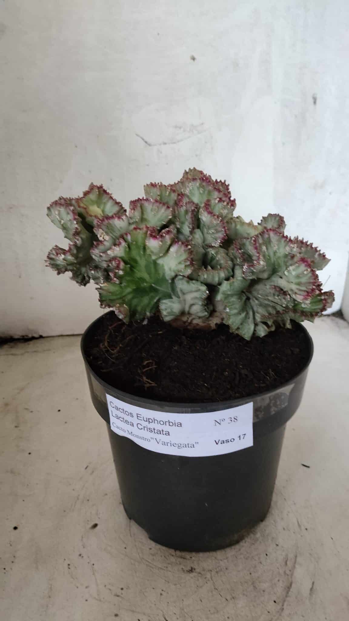 Cactos Euphorbia Lactea Cristata VARIEGATA "Cacto Monstro"  Nº 38 – vaso 17 - foto 2