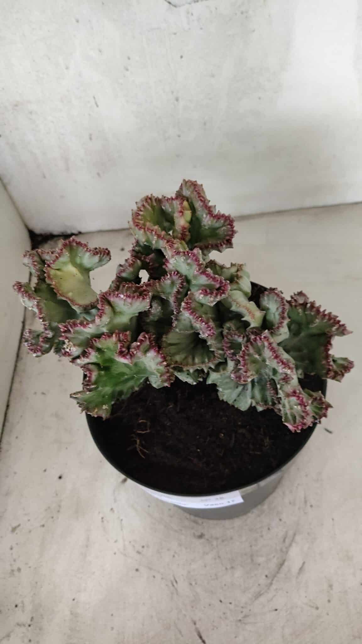Cactos Euphorbia Lactea Cristata VARIEGATA "Cacto Monstro"  Nº 38 – vaso 17 - foto 10