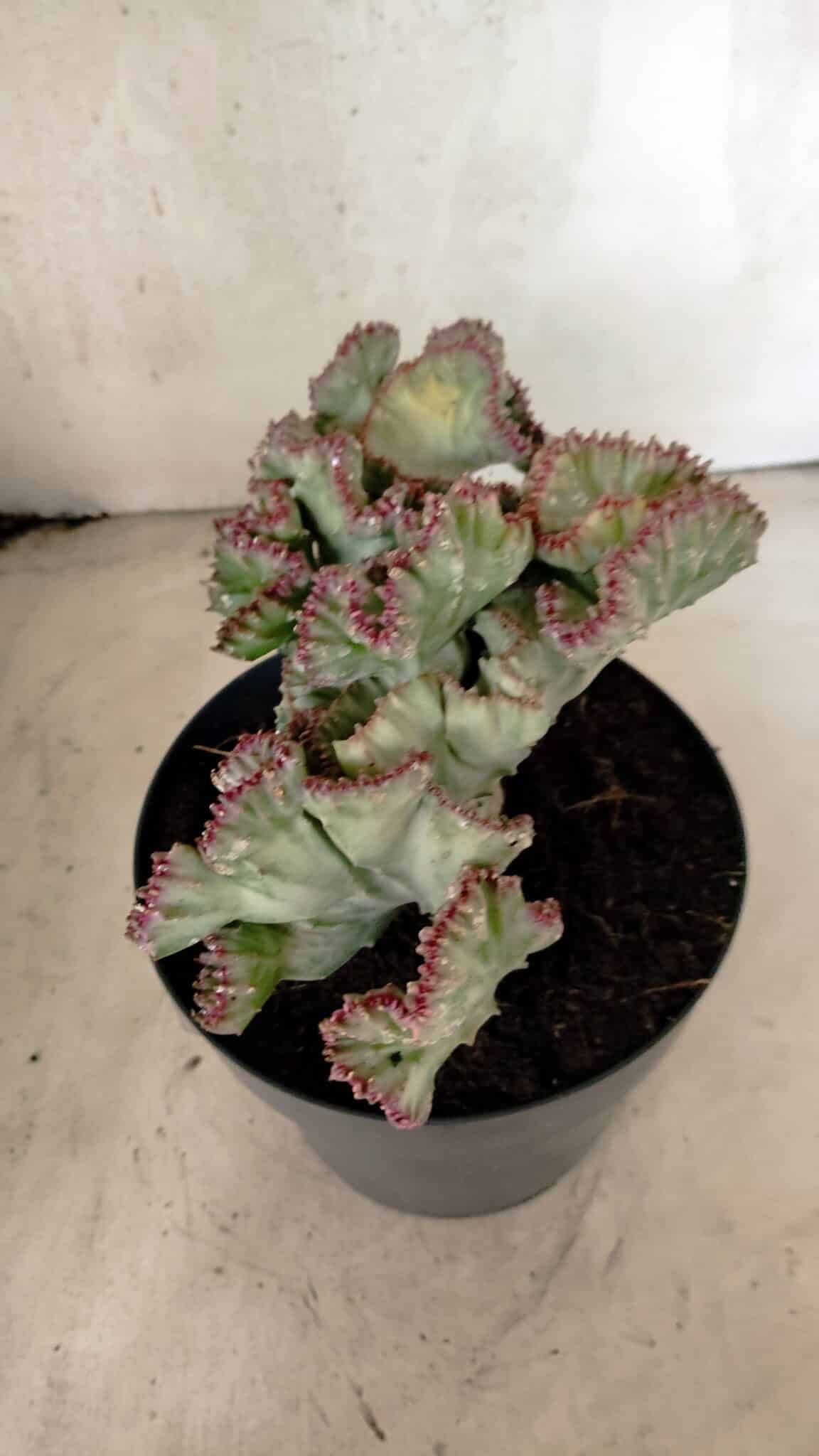 Cactos Euphorbia Lactea Cristata VARIEGATA "Cacto Monstro"  Nº 38 – vaso 17 - foto 9