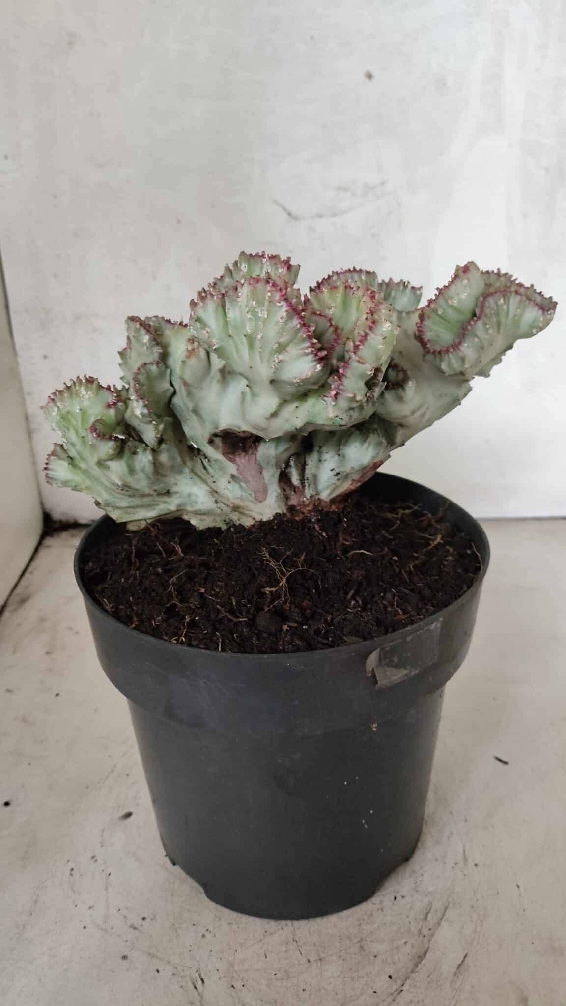 Cactos Euphorbia Lactea Cristata VARIEGATA "Cacto Monstro"  Nº 38 – vaso 17 - foto 8