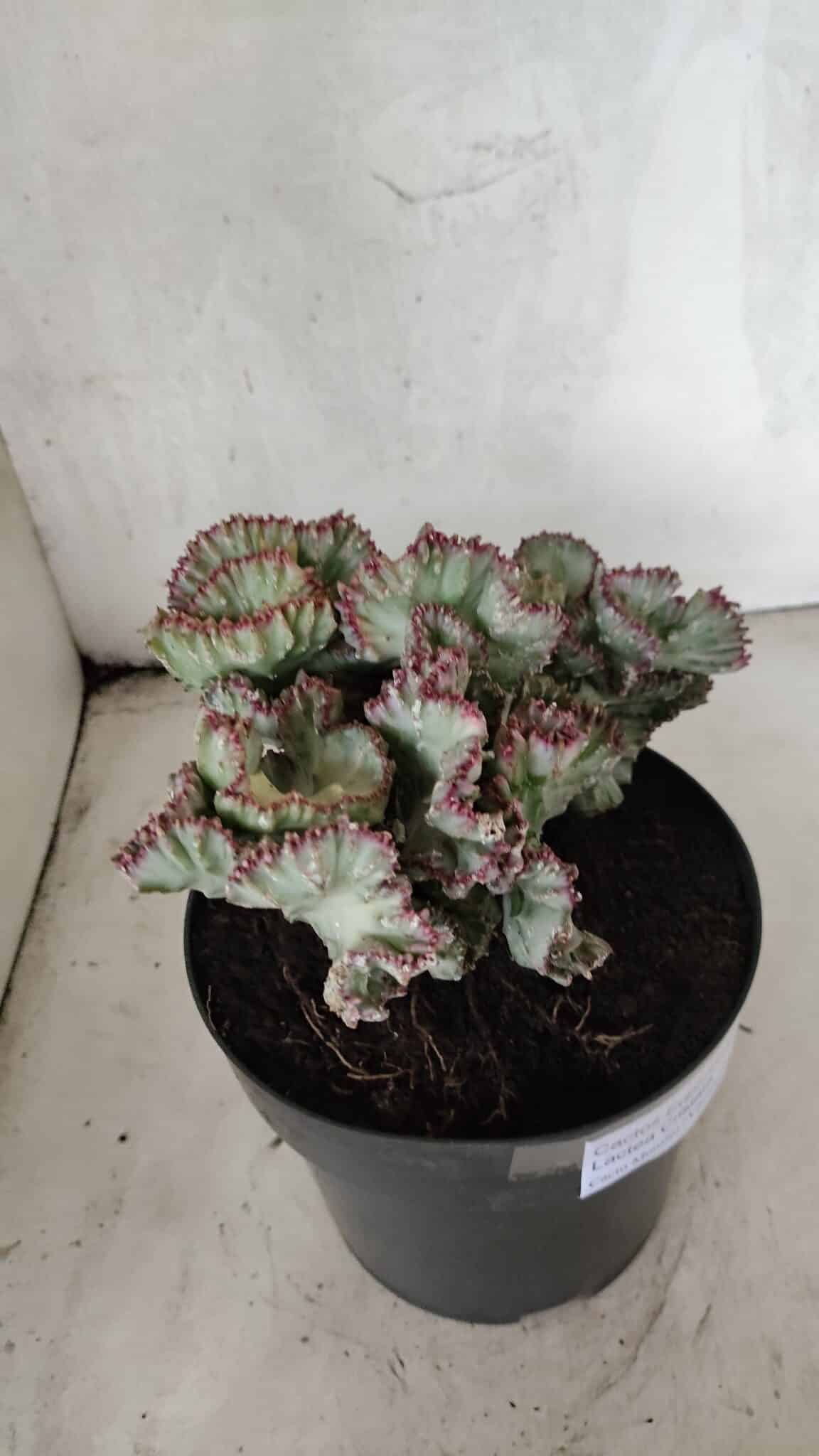 Cactos Euphorbia Lactea Cristata VARIEGATA "Cacto Monstro"  Nº 38 – vaso 17 - foto 7