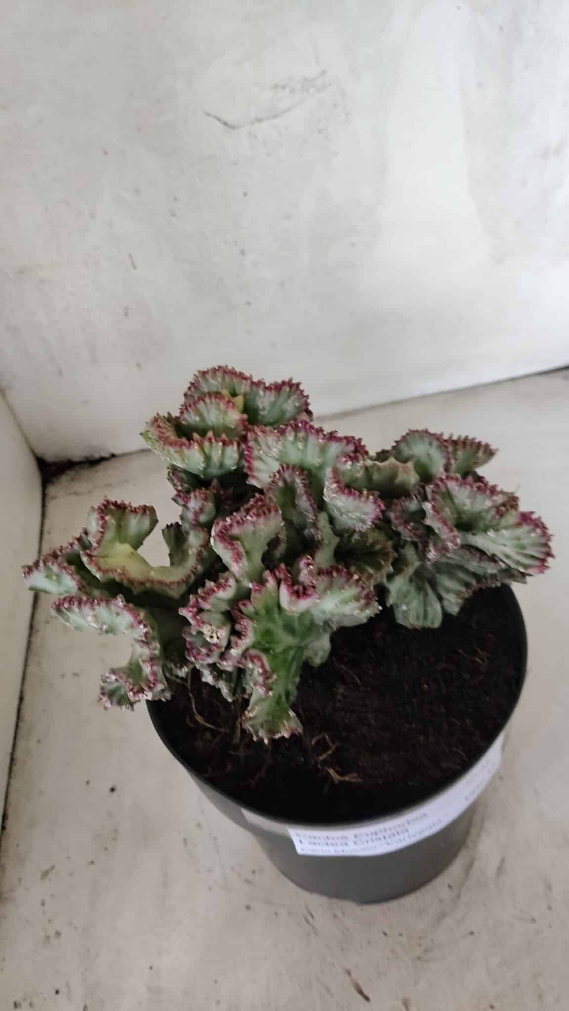 Cactos Euphorbia Lactea Cristata VARIEGATA "Cacto Monstro"  Nº 38 – vaso 17 - foto 3