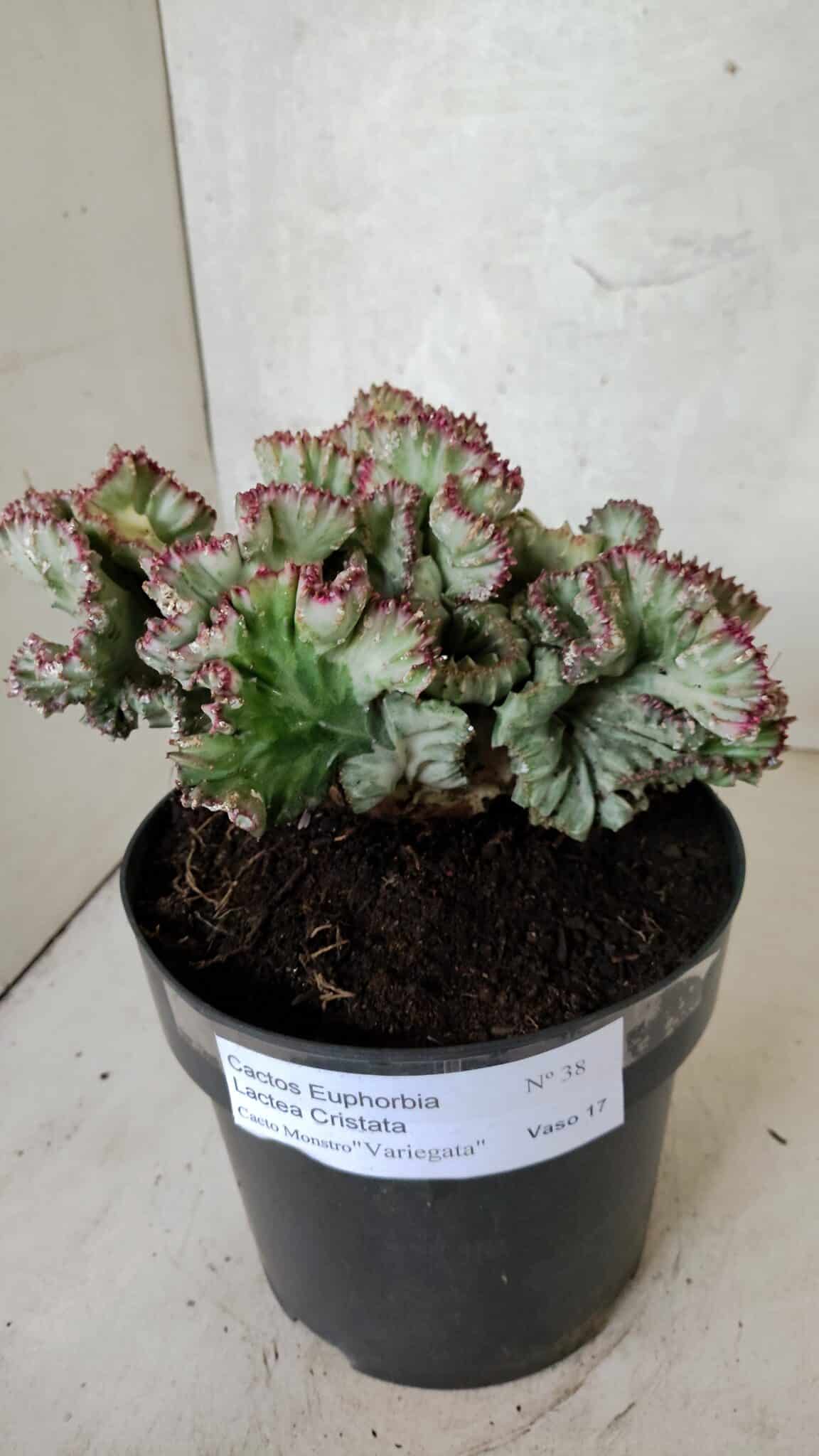 Cactos Euphorbia Lactea Cristata VARIEGATA "Cacto Monstro"  Nº 38 – vaso 17 - foto 6