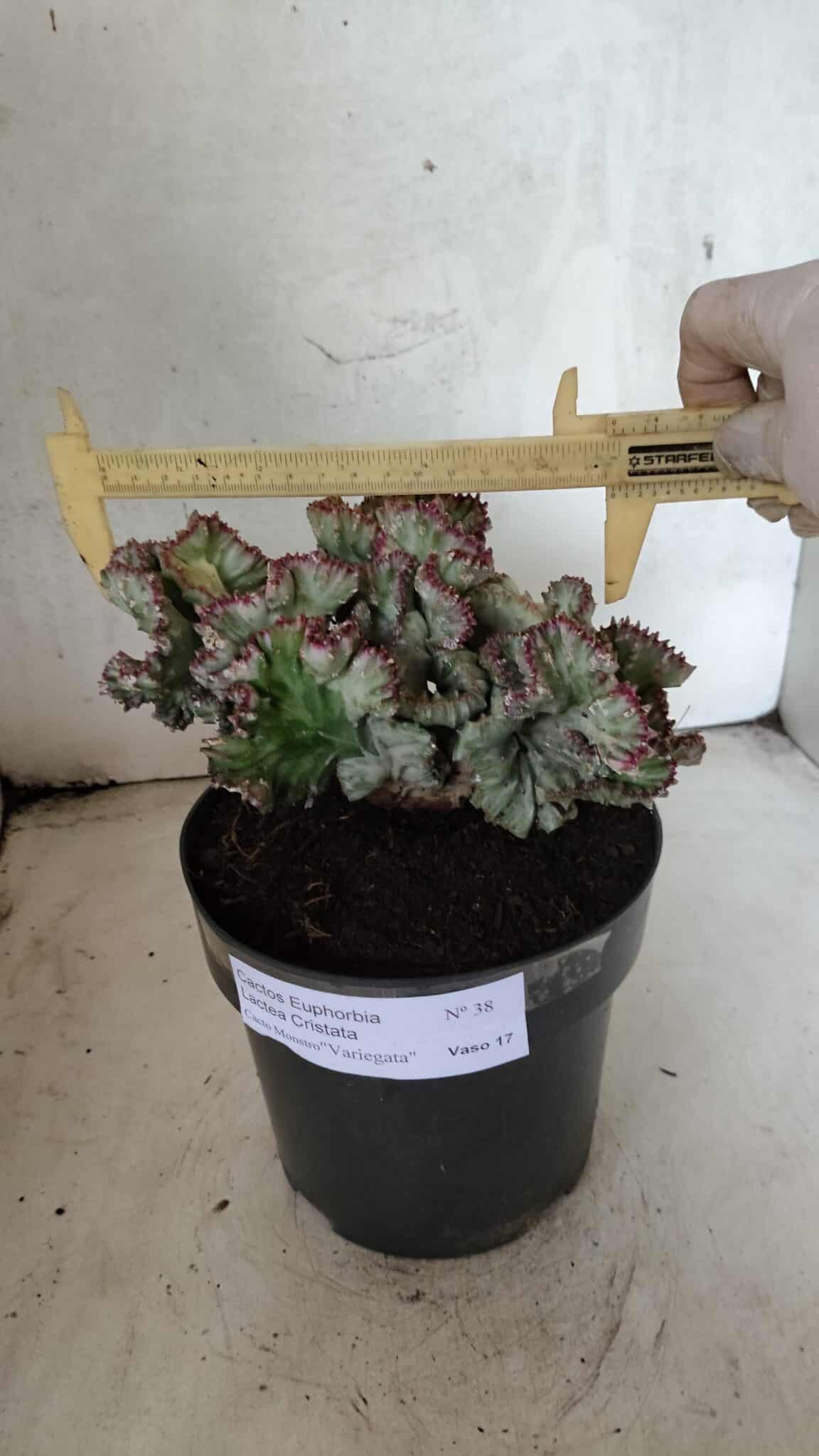 Cactos Euphorbia Lactea Cristata VARIEGATA "Cacto Monstro"  Nº 38 – vaso 17 - foto 4