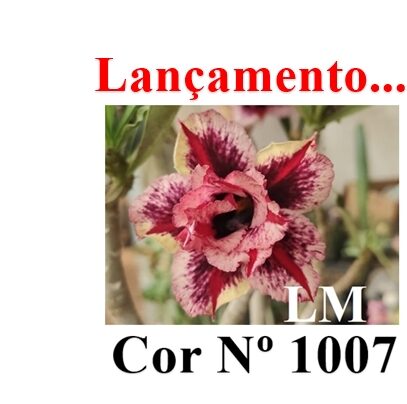 ENXERTO 12348 – 20cm (cor LM 1007) - foto 8