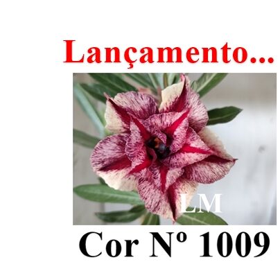 ENXERTO 12143  – 20cm (cor LM 1009) - foto 7