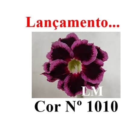 ENXERTO 12293 – 20cm (cor LM 1010) - foto 8