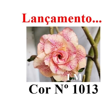 ENXERTO 12557 – 20cm (cor LM 1013) - foto 7