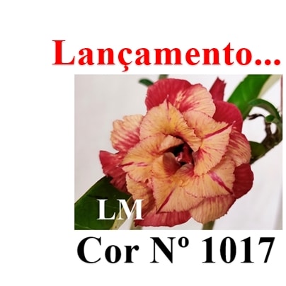 ENXERTO 12645 – 20cm (cor LM 1017) - Adenium Rosa do Deserto