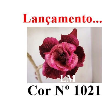 ENXERTO 12634 – 20cm (cor LM 1021) - Adenium Rosa do Deserto