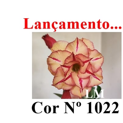 ENXERTO 12610 – 20cm (cor LM 1022) - Adenium Rosa do Deserto