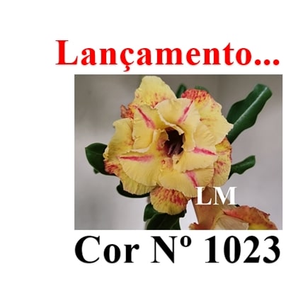 ENXERTO 12613 – 20cm (cor LM 1023) - Adenium Rosa do Deserto