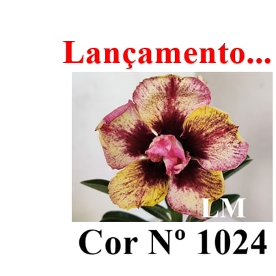 ENXERTO 12627 – 20cm (cor LM 1024) - Adenium Rosa do Deserto