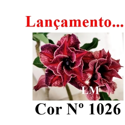 ENXERTO 12639 – 20cm (cor LM 1026) - Adenium Rosa do Deserto