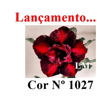 ENXERTO 12608 – 20cm (cor LM 1027) - Adenium Rosa do Deserto